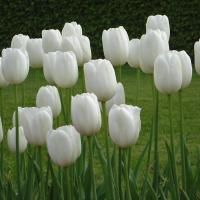 Tulipan White Dynasty