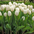 Tulipan White Dynasty