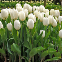 Tulipan White Dynasty