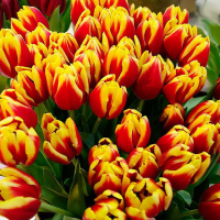 Tulipan Dow Jones