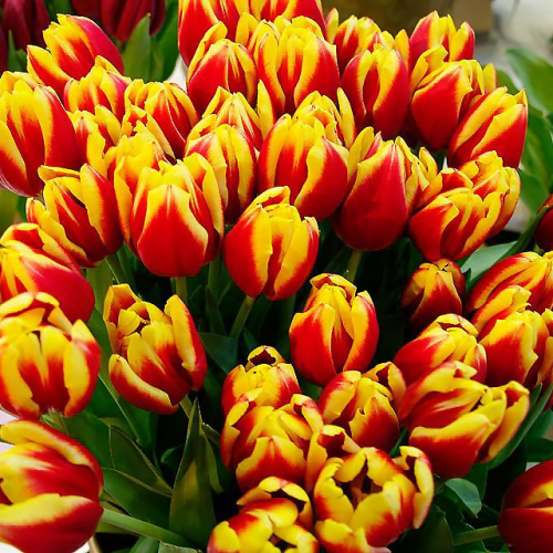 Tulipan Dow Jones