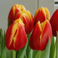Tulipan Dow Jones