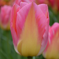 Tulipan Tom Pouce