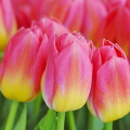 Tulipan Tom Pouce