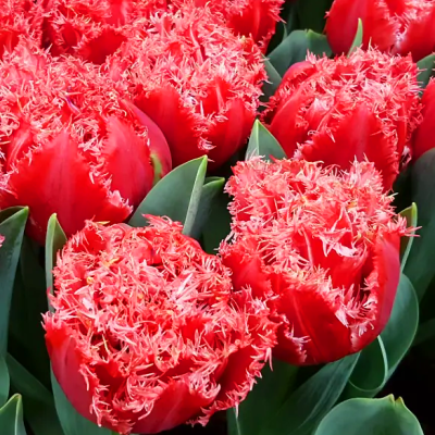 Tulipan pełny strzępiasty Bendigo 5szt