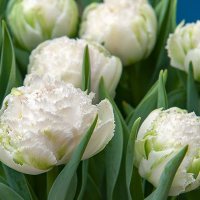 Tulipan Snow Crystal