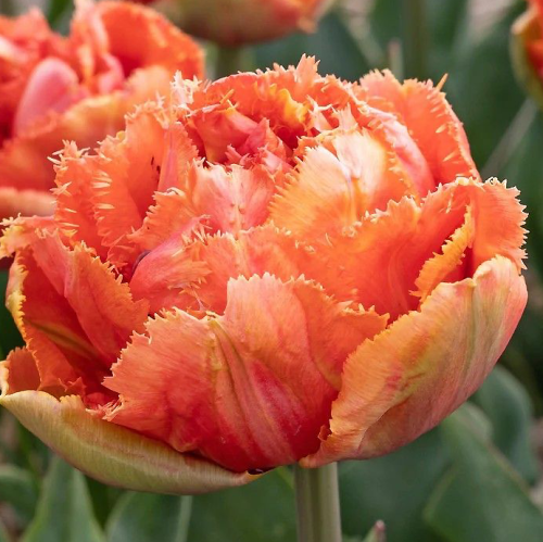 Tulipan Brisbane