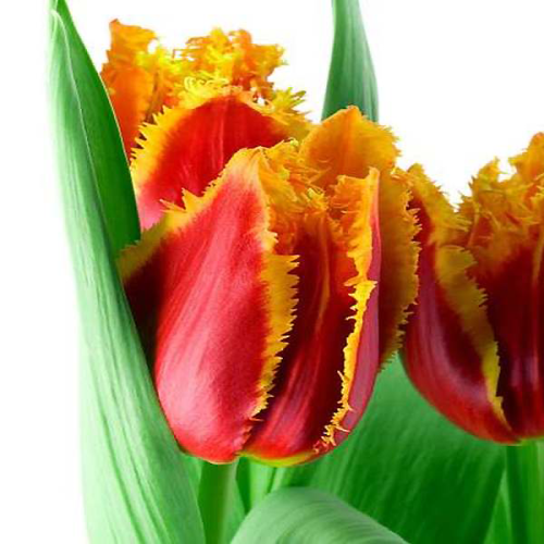 Tulipan Fabio