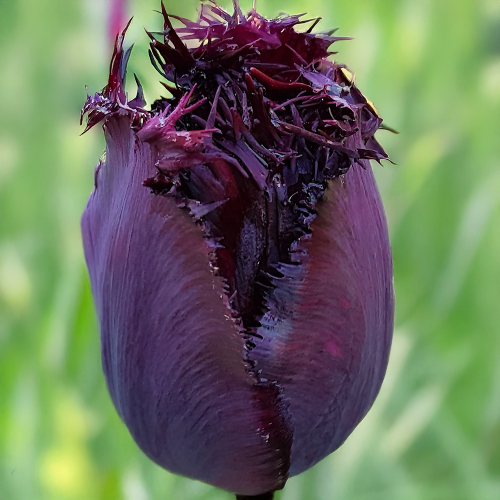 Tulipan Black Jewel