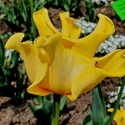 Tulipan Triumph Yellow Crown 5szt
