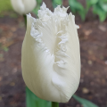 Tulipan Swan Wings