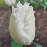 Tulipan Swan Wings