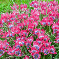 Tulipan Little Beauty