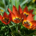 Tulipan Little Princess