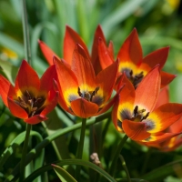 Tulipan Little Princess