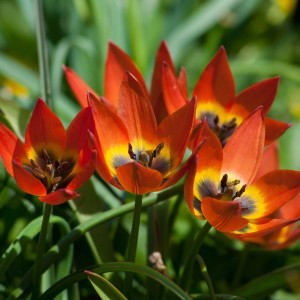 Tulipan botaniczny Little Princess 5szt