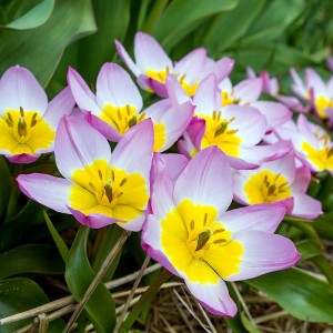Tulipan botaniczny Violacaea Black Base 5szt