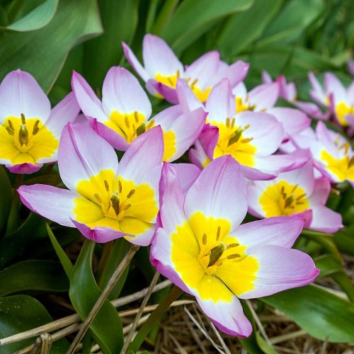 Tulipan Violacea Black Base.jpg