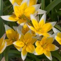 Tulipan Tarda
