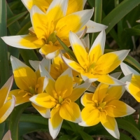 Tulipan Tarda