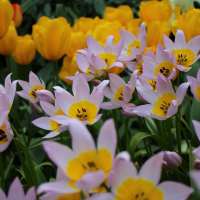 Tulipan Saxatilis
