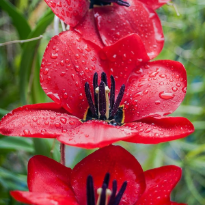 Tulipan botaniczny Red Hunter 5szt