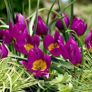 Tulipan botaniczny Eastern Star 5szt