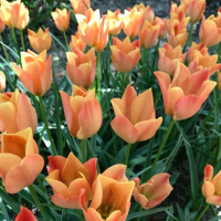 Tulipan Bright Gem.png