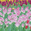 Tulipan Elegant Lady