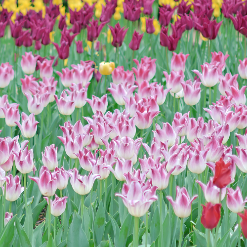 Tulipan Elegant Lady