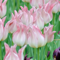 Tulipan Elegant Lady