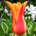 Tulipan Ballerina