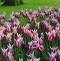 Tulipan Claudia.jpg