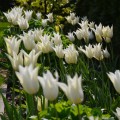 Tulipan Sapporo