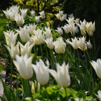 Tulipan Sapporo
