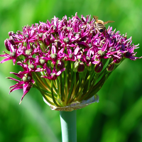 Czosnek Atropurpureum