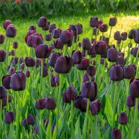 Tulipan Queen of the Night