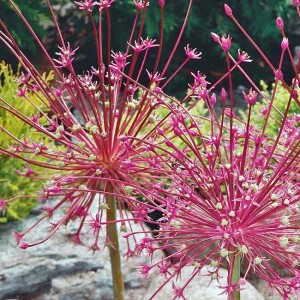 Allium Schubertii Czosnek Szuberta 1szt