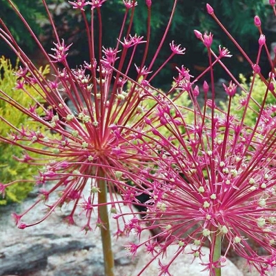 Allium Schubertii Czosnek Szuberta 1szt