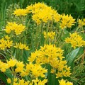 Czosnek złocisny Allium Moly