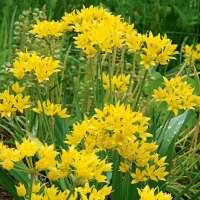 Czosnek złocisny Allium Moly