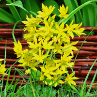 Czosnek złocisny Allium Moly