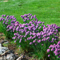 Czosnek carolinianum