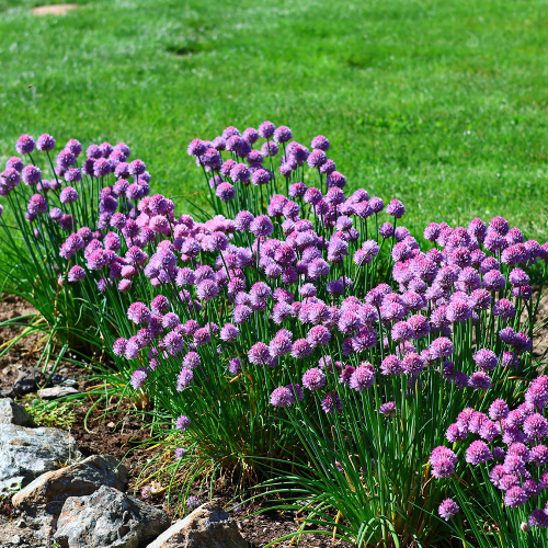 Czosnek carolinianum