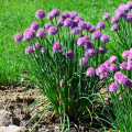 Czosnek carolinianum