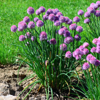 Czosnek carolinianum