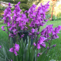 Hiacyntowiec hiszpanski różowy