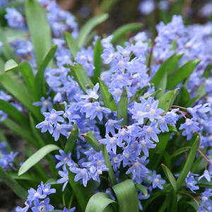 Cebulica syberyjska Spring Beauty 5szt