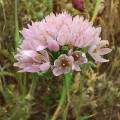 Czosnek roseum