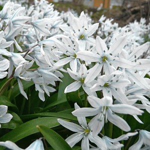 Cebulica syberyjska Alba 5szt